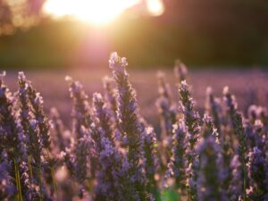 Lavender Blossoms