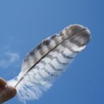 Feather. Original public domain image from Wikimedia Commons