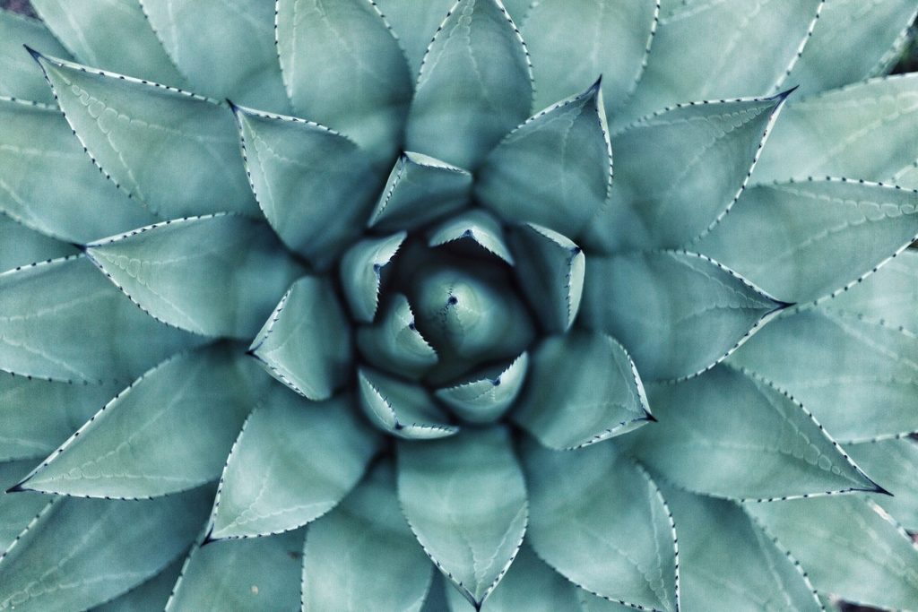 Succulent macro shot. Original public domain image from Wikimedia Commons