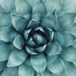 Succulent macro shot. Original public domain image from Wikimedia Commons