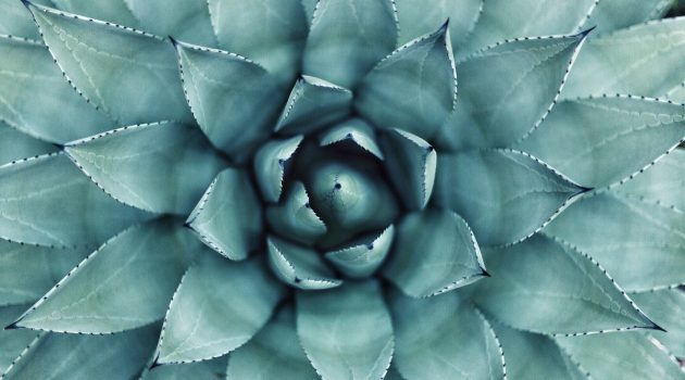 Succulent macro shot. Original public domain image from Wikimedia Commons